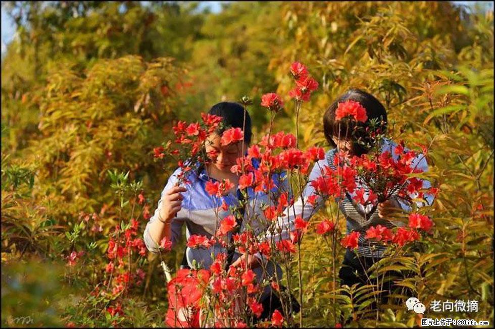 【春天，广西桂林灌阳县向您发出邀请！】登麒麟山，相约映山红 - 游山玩水 - 三亚生活社区 - 三亚28生活网 sanya.28life.com