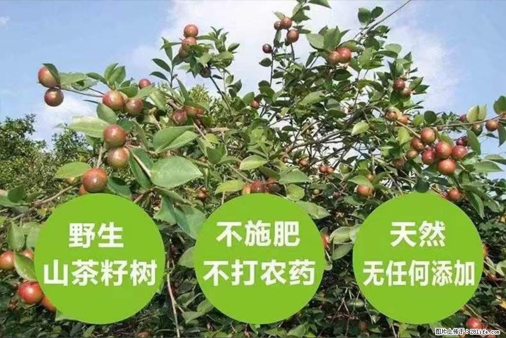 【灌阳县油茶产业示范区】一个有着充实的精神生活的人，对待身外之物自会有一种淡泊的态度 - 美食天地 - 三亚生活社区 - 三亚28生活网 sanya.28life.com