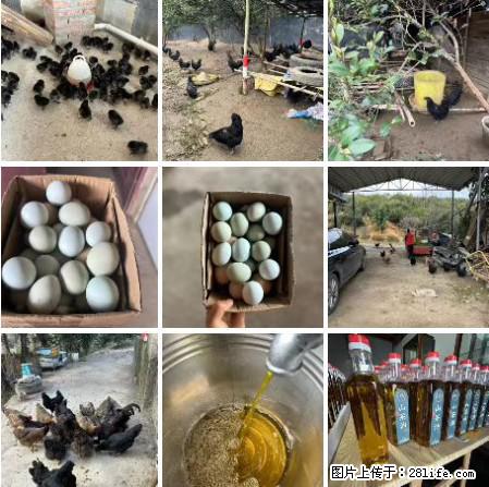 油茶园从小鸡仔开始养起的纯土鸡、土鸡蛋可以预定啦！还有前几天刚榨的纯山茶油哦 - 美食天地 - 三亚生活社区 - 三亚28生活网 sanya.28life.com