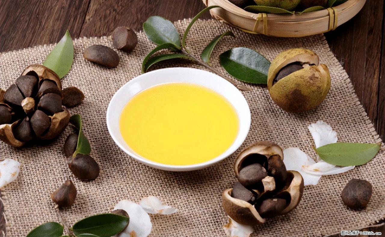揭秘茶油的5大核心营养成分!被称为人体健康的“守护盾”! - 三亚生活资讯 - 三亚28生活网 sanya.28life.com