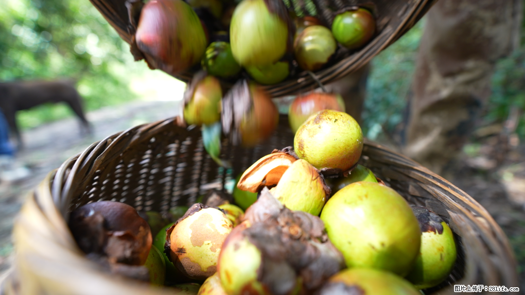 揭秘茶油的5大核心营养成分!被称为人体健康的“守护盾”! - 三亚生活资讯 - 三亚28生活网 sanya.28life.com