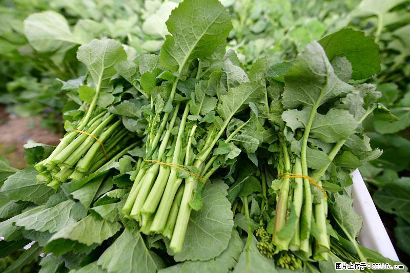 这些蔬菜是“天然钙片”，这6种被医生重点推荐 - 三亚生活资讯 - 三亚28生活网 sanya.28life.com